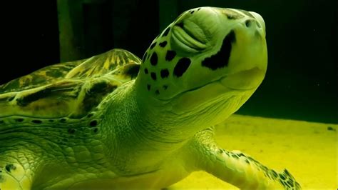 烏龜為什麼長壽